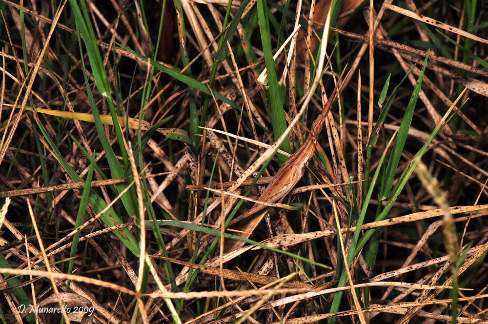 Esempio di mimetismo